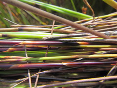 Elegia hookeriana