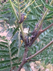 Jalmenus evagoras