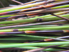 Elegia hookeriana