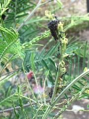 Jalmenus evagoras