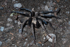 Calisoga longitarsis