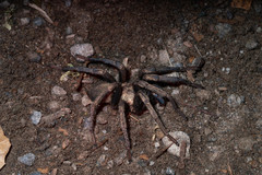Calisoga longitarsis