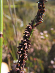 Elegia hookeriana