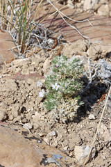 Phlox hoodii canescens