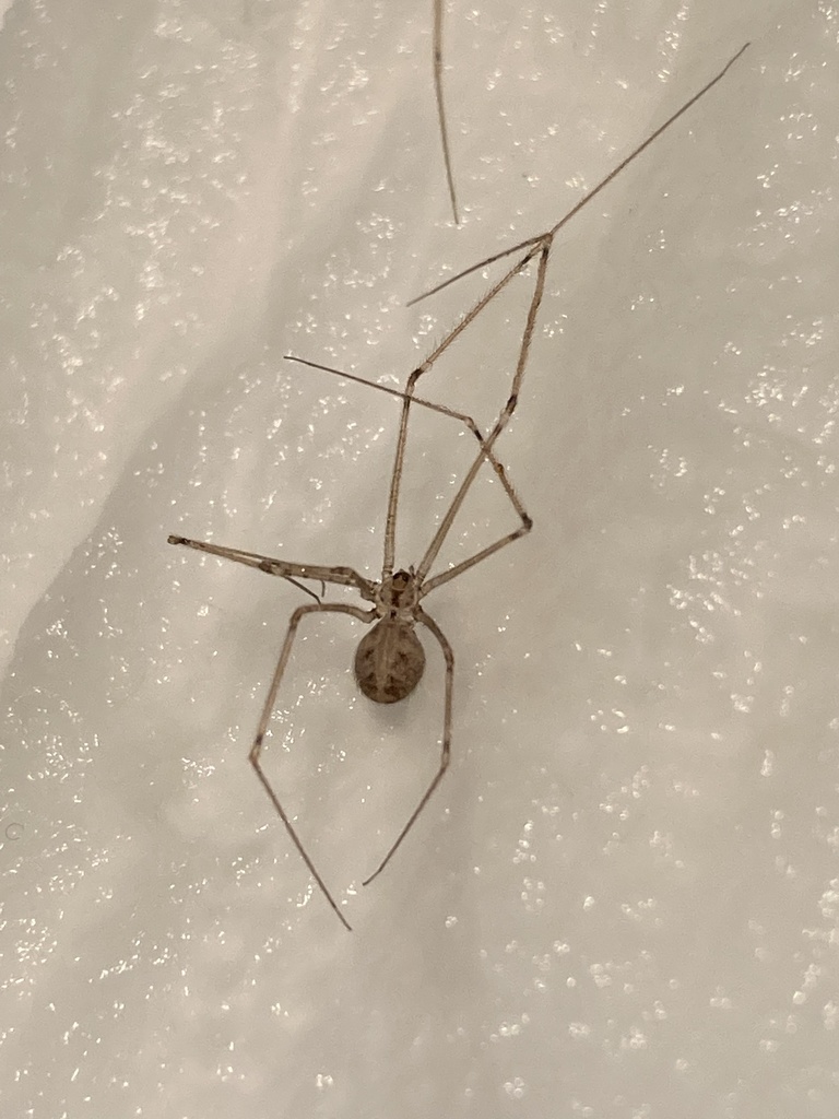 Short-bodied Cellar Spider