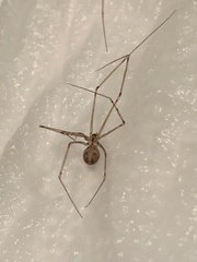 Short-bodied Cellar Spider