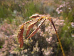Thamnochortus pulcher