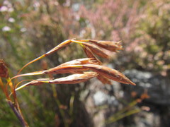 Thamnochortus pulcher