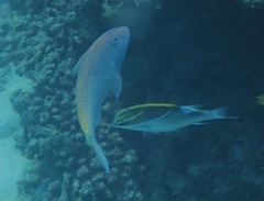 Parupeneus heptacantha