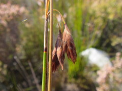 Thamnochortus pulcher