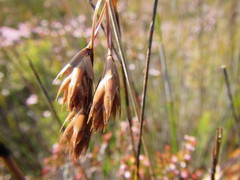 Thamnochortus pulcher