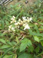 Tripogandra serrulata