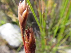 Thamnochortus pulcher