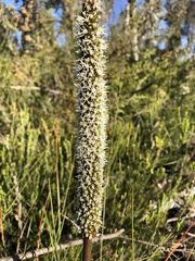 Xanthorrhoea minor minor