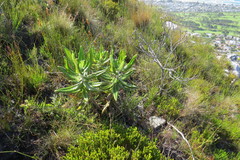 Hermas villosa