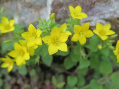 Lysimachia grammica