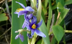 Dianella congesta