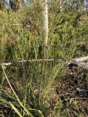 Xanthorrhoea minor minor
