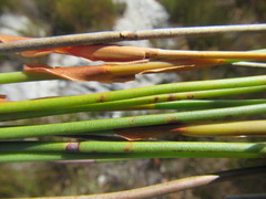 Elegia juncea