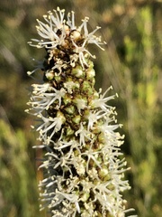 Xanthorrhoea minor minor