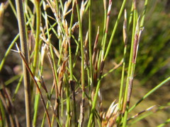 Restio nudiflorus