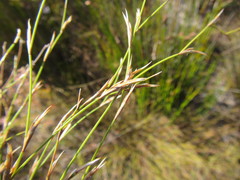 Restio nudiflorus