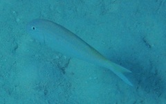 Parupeneus heptacantha