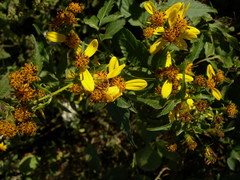 Bidens reptans