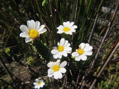 Osmitopsis parvifolia