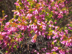 Erica intervallaris