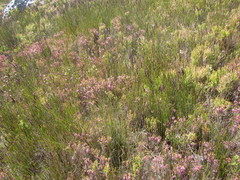 Erica intervallaris
