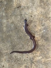 Batrachoseps major