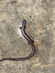Batrachoseps major
