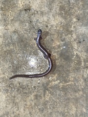 Batrachoseps major