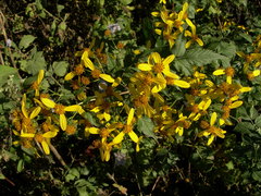 Bidens reptans