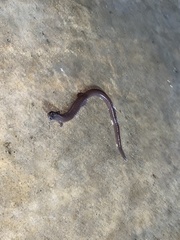 Batrachoseps major