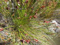 Hypodiscus alternans