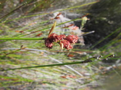 Hypodiscus alternans