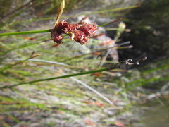 Hypodiscus alternans