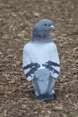 Columba livia domestica