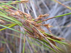 Restio tenuispicatus