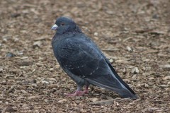 Columba livia domestica