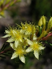 Calytrix angulata