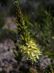 Calytrix angulata