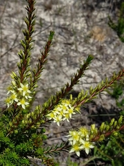 Calytrix angulata