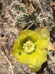 Acmaeodera quadrivittatoides