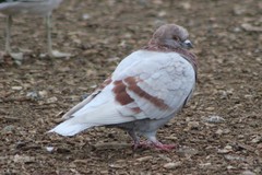 Columba livia domestica