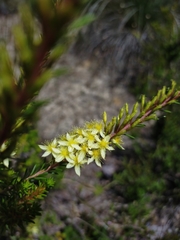 Calytrix angulata