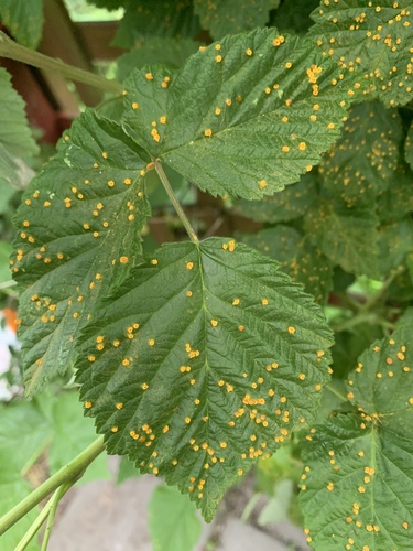 Red Raspberry Yellow Rust