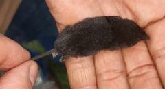 Cryptotis hondurensis